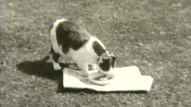 History in Motion: House That Cats Built