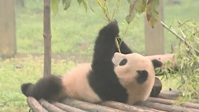 Seattle's Sister Cities: Chongqing, China