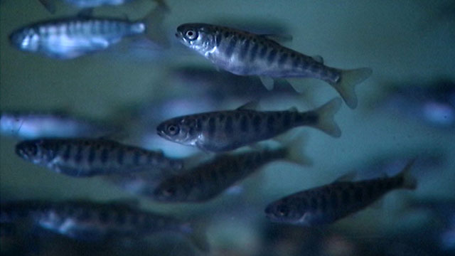 CityStream: Seawall Salmon