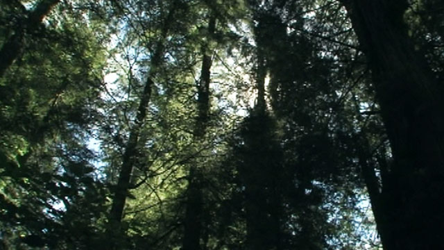 CityStream: Nature & Taiko Drumming 10/22/15