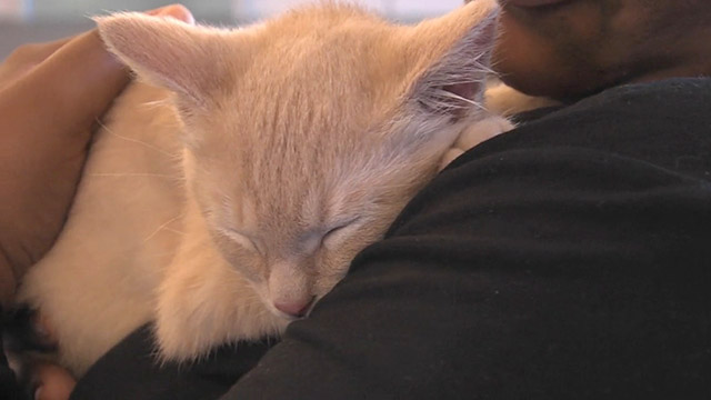 CityStream: Kitty Hall