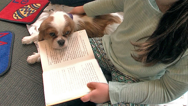 New program pairs kids with dogs to improve literacy CityStream: Bow Wows and Books