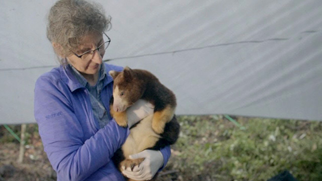 CityStream: Saving the Tree Kangaroos