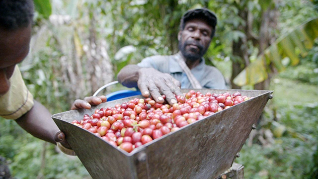 CityStream: Papua New Guinea: From Bean to Cup