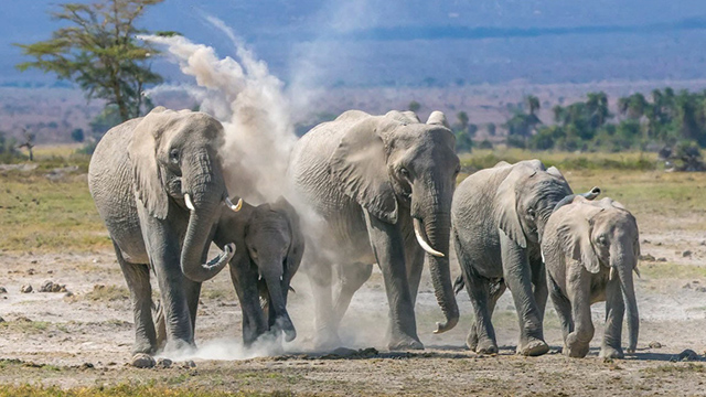 Preserving Elephants in the Age of Extinction