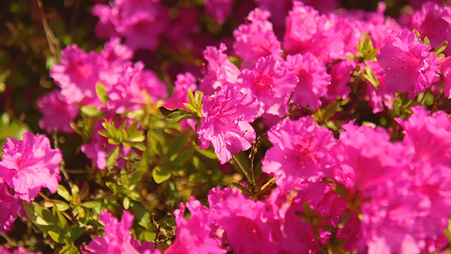 Promo: Enjoy the sights & sounds of the arboretum, virtually