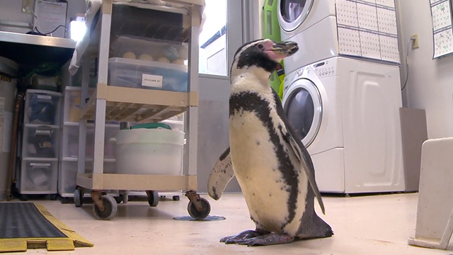 CityStream: Advanced Treatment for Aging Zoo Animals 