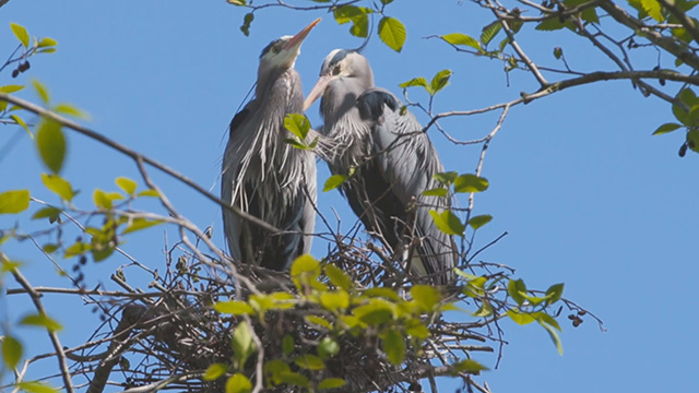Great Blue Herons of Ballard