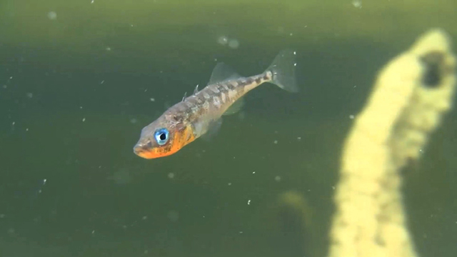 Lake Washington sticklebacks offer insights on rapid "reverse evolution"
