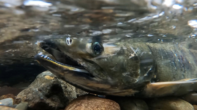 Carkeek Park's salmon run