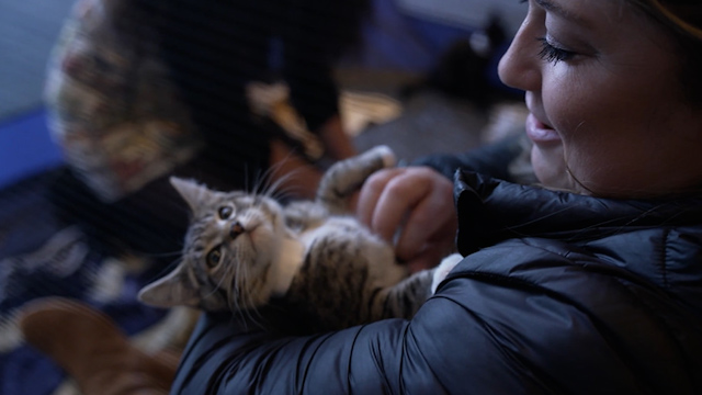 “Kitty Hall” connects cats with their purr-fect person