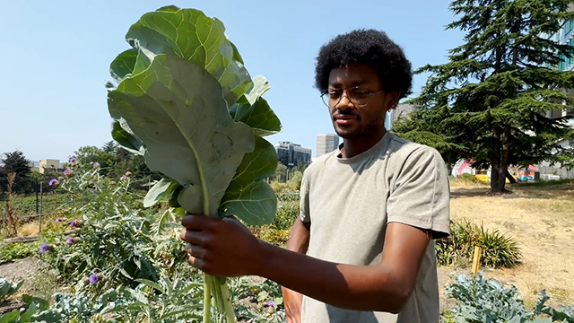 Black Farmer's Collective