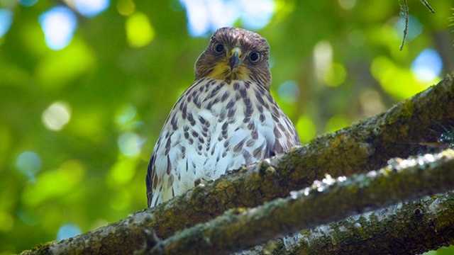 CityStream: Cooper’s hawks move from the country to the city