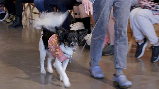 Art Zone: Foster White Gallery: “Best in Show Dog Show”